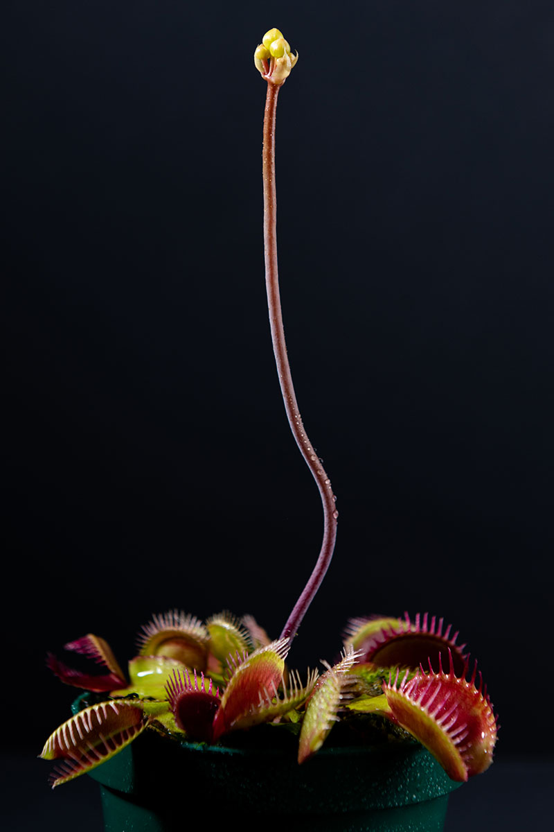 تصویر عمودی نزدیک از تله مگس زهره در حال رشد در گلدان کوچکی که ساقه گل بلندی را روی پس‌زمینه‌ای تیره به بالا فرستاده است.