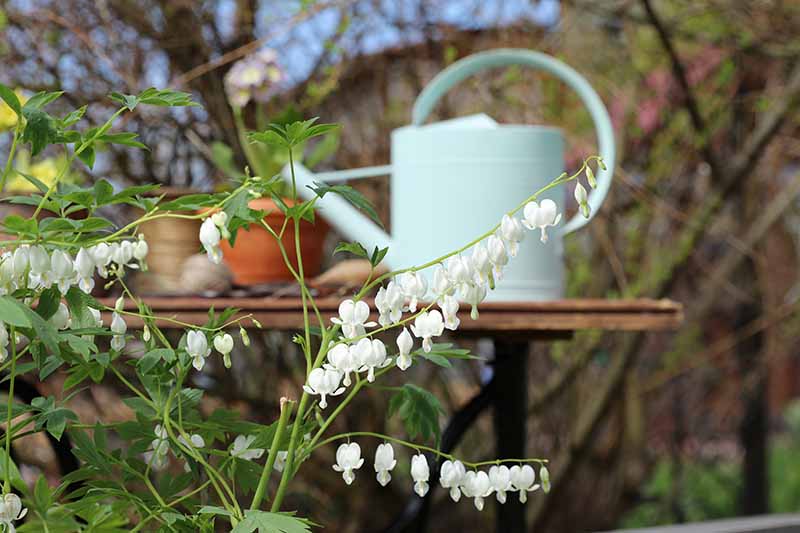 تصویر افقی نزدیک از گل‌های قلب سفید در حال رشد در باغ با میز چوبی و قوطی آبیاری با فوکوس ملایم در پس‌زمینه.