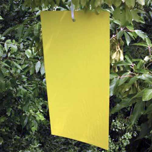 تصویر مربع نزدیک از یک تله چسبنده زرد آویزان در باغ.