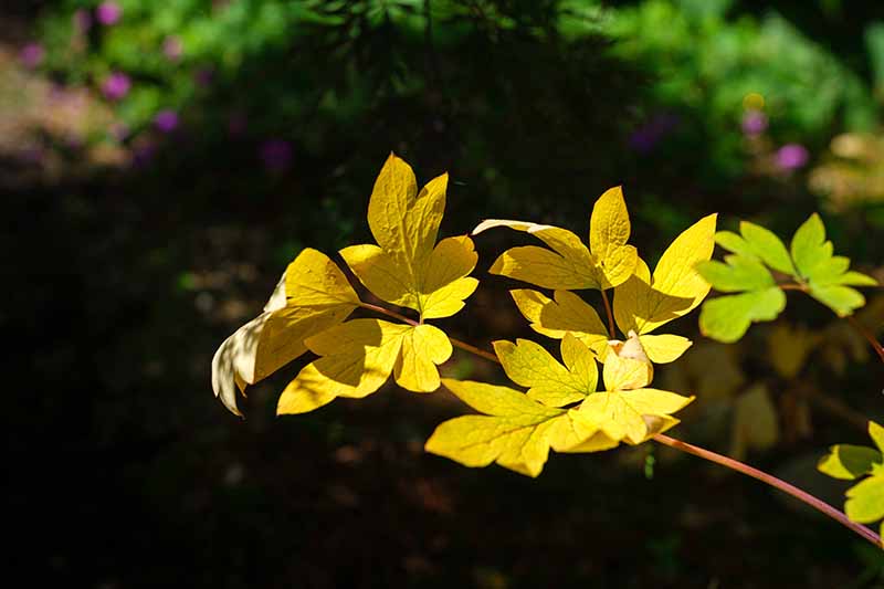 تصویر افقی نزدیک از شاخ و برگ یک گیاه قلبی در حال خونریزی که در پاییز زرد شده است، در زیر نور آفتاب روشن در پس‌زمینه‌ای با فوکوس ملایم.