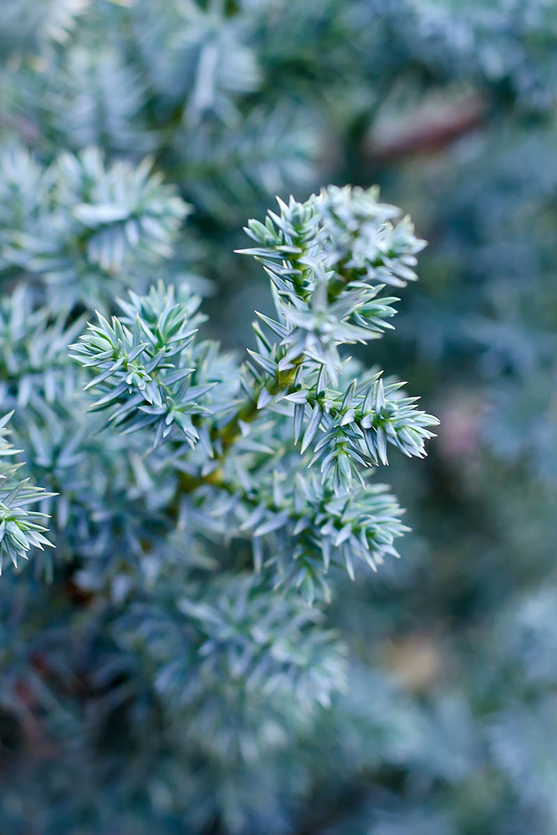 تصویر عمودی نزدیک از شاخه‌های Juniperus squamata 'Blue Star' که در باغ در حال رشد هستند، روی یک پس‌زمینه فوکوس نرم.