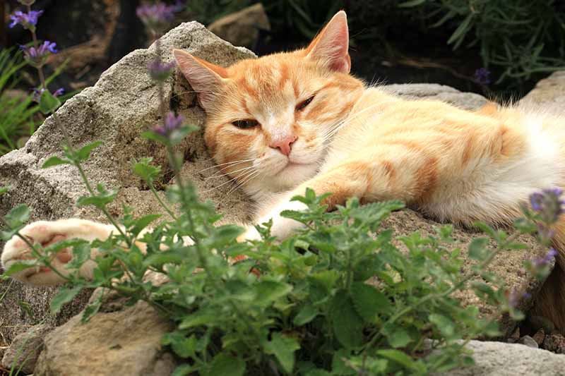 تصویر افقی نزدیک از یک گربه زنجبیلی که روی صخره‌ها در کنار یک باغ گیاهی استراحت کرده است.
