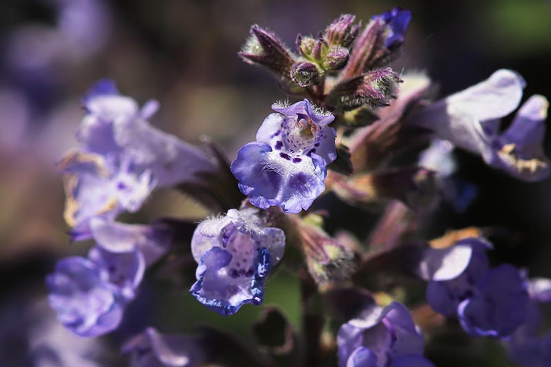 تصویر افقی نزدیک از یک گل نپتا آبی که در نور آفتاب روشن روی پس‌زمینه‌ای با فوکوس ملایم تصویر شده است.