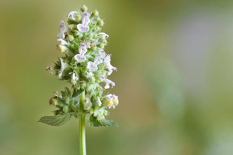 تصویر افقی نزدیک از یک گل گربه سانان (Nepeta cataria) که روی پس‌زمینه فوکوس ملایم تصویر شده است.