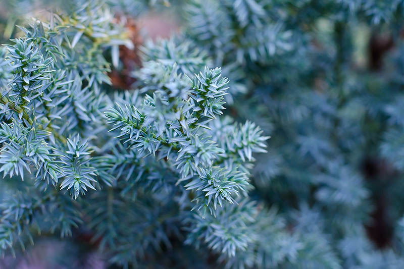 تصویر افقی نزدیک از شاخ و برگ Juniperus squamata 'Blue Star' که در پس زمینه ای با فوکوس ملایم تصویر شده است.