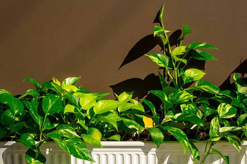 تصویر افقی نزدیک از یک گیاه آپارتمانی بزرگ که در مکانی آفتابی در یک گلدان مستطیلی سفید قرار گرفته است.
