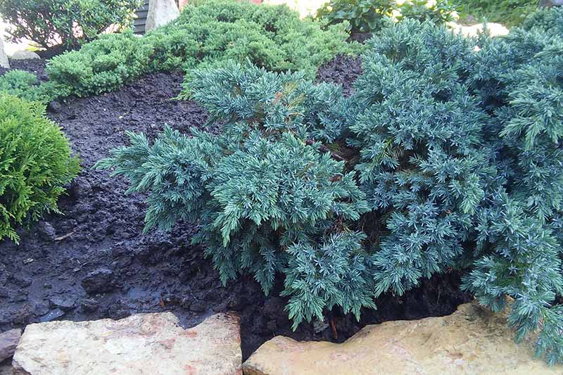 تصویر افقی نزدیک از یک درخت عرعر خزنده بزرگ (Juniperus squamata) که در حاشیه باغ رشد می کند.