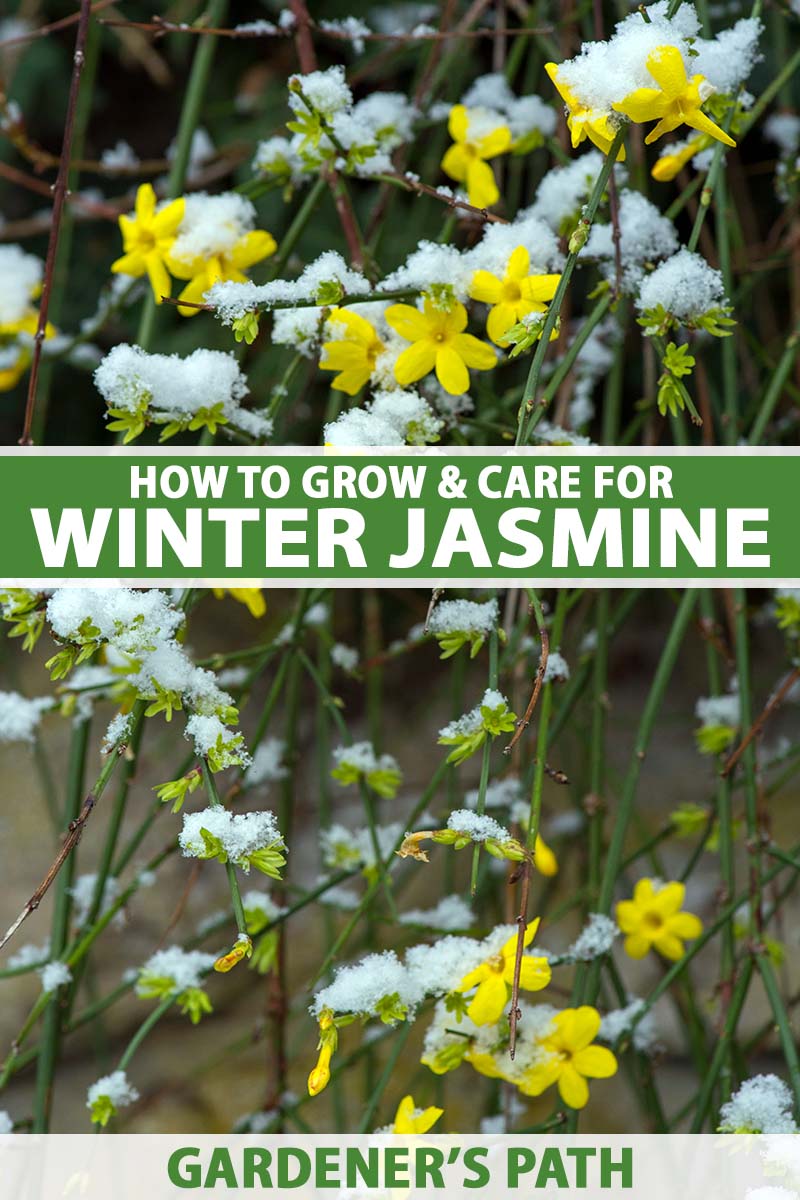 تصویر عمودی نزدیک از یاس زمستانی (Jasminum nudiflorum) در حال رشد در باغ با گرد و غبار ملایم برف.  در مرکز و پایین کادر، متن سبز و سفید چاپ شده است.