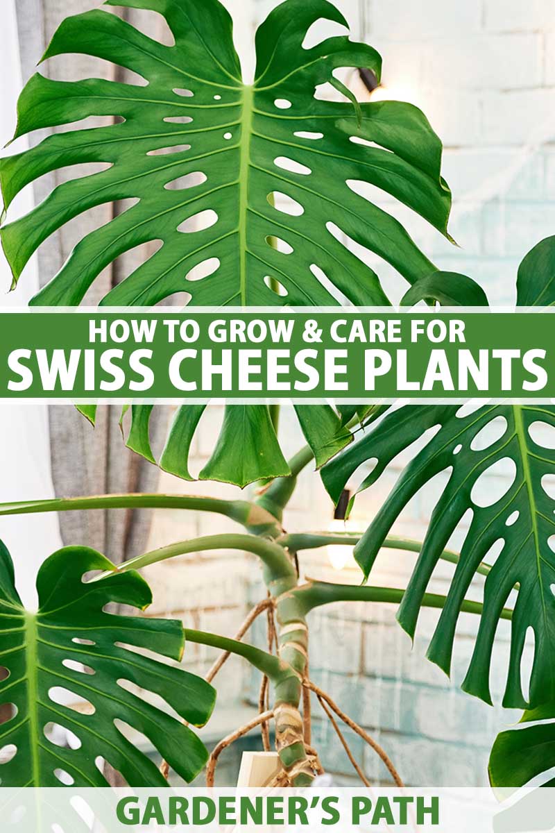 تصویر عمودی نزدیک از یک گیاه پنیر سوئیسی بزرگ که در گلدانی در داخل خانه با دیوار آجری سفید و پنجره در پس‌زمینه رشد می‌کند.  در مرکز و پایین کادر، متن سبز و سفید چاپ شده است.