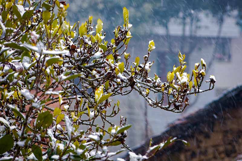 تصویر افقی نزدیک از شاخه‌های درختچه گاردنیا پوشیده از یخبندان که در پس‌زمینه‌ای با فوکوس ملایم تصویر شده است.