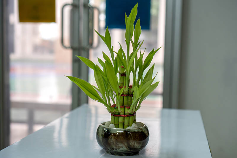 تصویر افقی نزدیک از یک گیاه کوچک دراسنا ساندریانا در حال رشد در یک کاسه شیشه‌ای که در پس‌زمینه‌ای با فوکوس ملایم تصویر شده است.