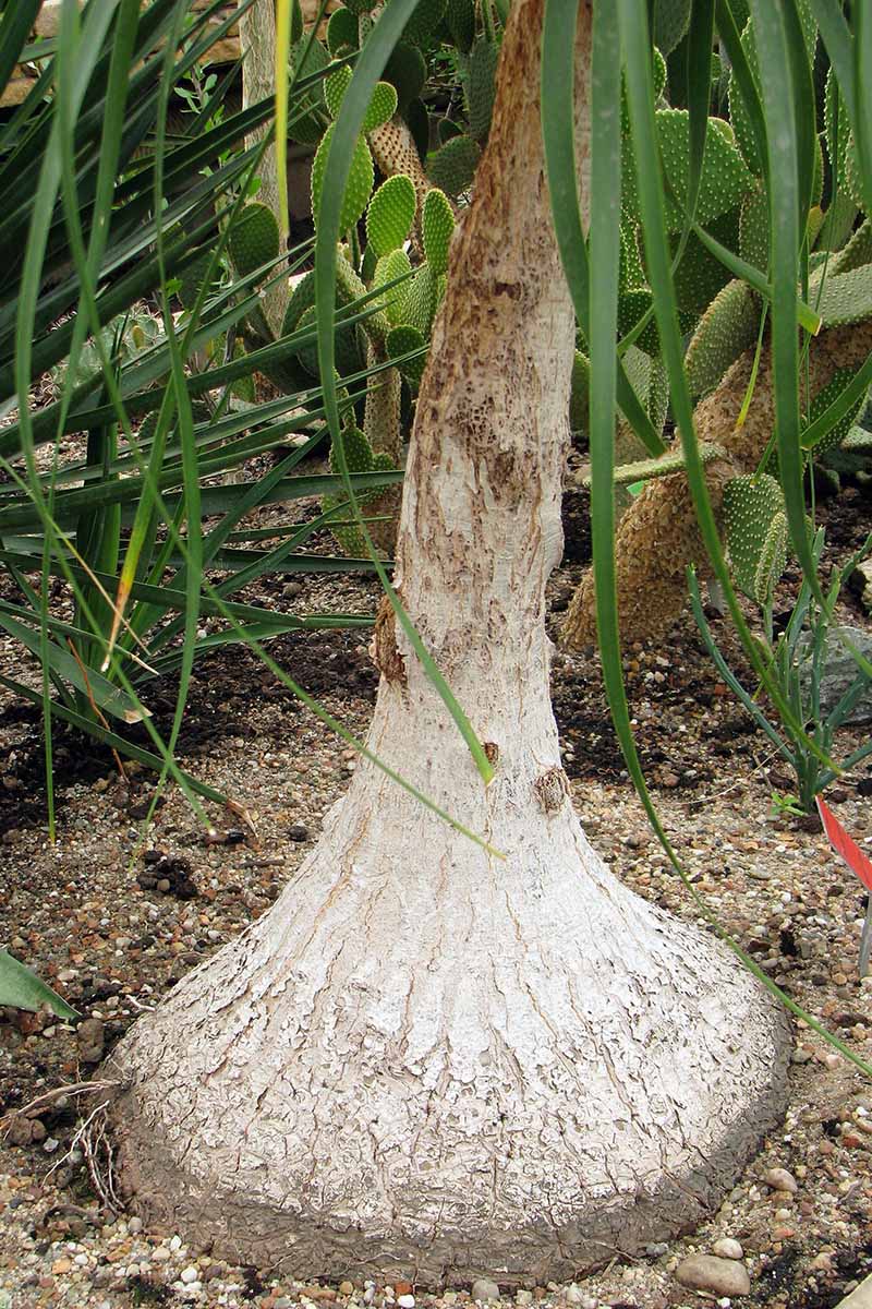 تصویر عمودی نزدیک از دم و تنه گیاه Beaucarnea recurvata که در خارج از منزل با کاکتوس‌ها در پس‌زمینه رشد می‌کند.