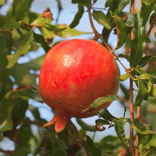 تصویر مربع نزدیک از Punica granatum "ابریشم قرمز" در حال رشد در یک باغ آفتابی که روی پس‌زمینه‌ای با فوکوس ملایم تصویر شده است.