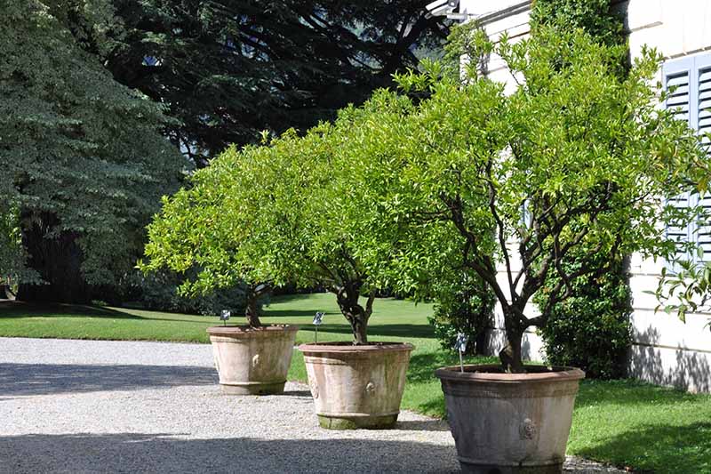 تصویری افقی از سه درختچه بزرگ یاس بنفش که در گلدان های سفالی بیرون از یک محل سکونت در زیر نور آفتاب رشد می کنند.