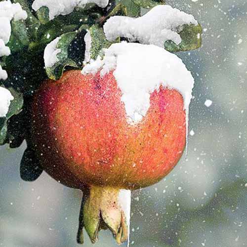 تصویر مربع نزدیک از میوه Punica granatum 'Salavatski' پوشیده از برف که روی پس‌زمینه‌ای با فوکوس ملایم تصویر شده است.