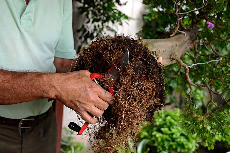 تصویری افقی نزدیک از مردی که یک جفت قیچی در دست دارد که ریشه‌های یک درختچه یاسی را قبل از کاشت در گلدان کوتاه می‌کند.