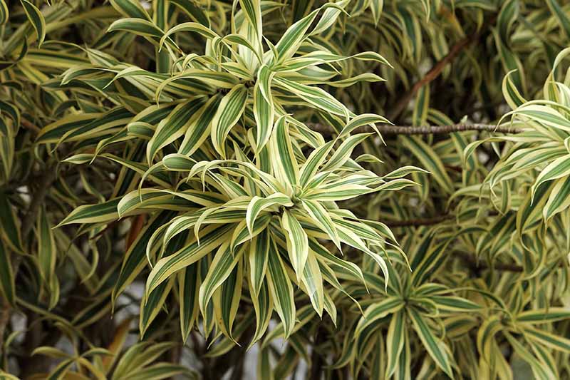 تصویر افقی نزدیک از شاخ و برگ بامبوی خوش شانس Dracaena sanderiana 'White Stripe Laced'.