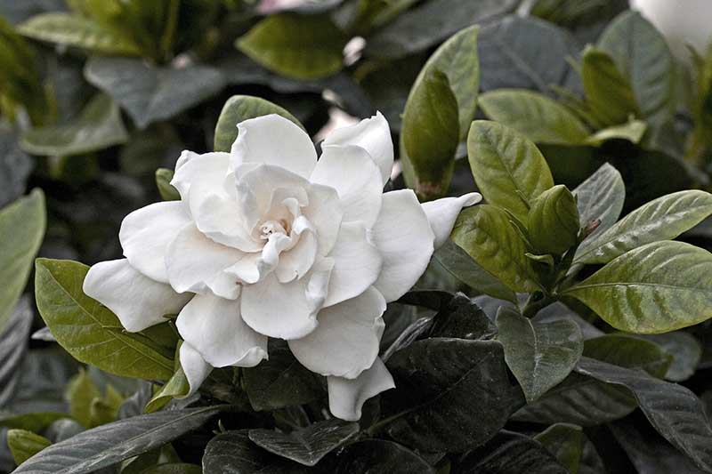 تصویر افقی نزدیک از گل گاردنیا سفید در حال رشد در باغ.
