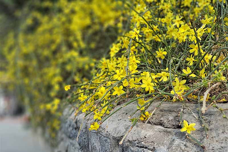 تصویر افقی نزدیک از گل‌های زرد روشن Jasminum nudiflorum که روی دیوار سنگی می‌ریزند.