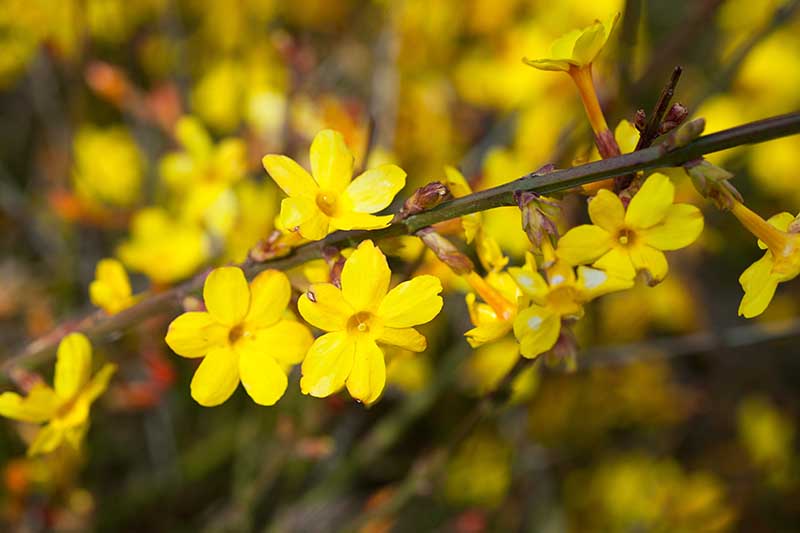 تصویر افقی نزدیک از گل‌های زرد یاس که روی پس‌زمینه‌ای با فوکوس ملایم تصویر شده‌اند.