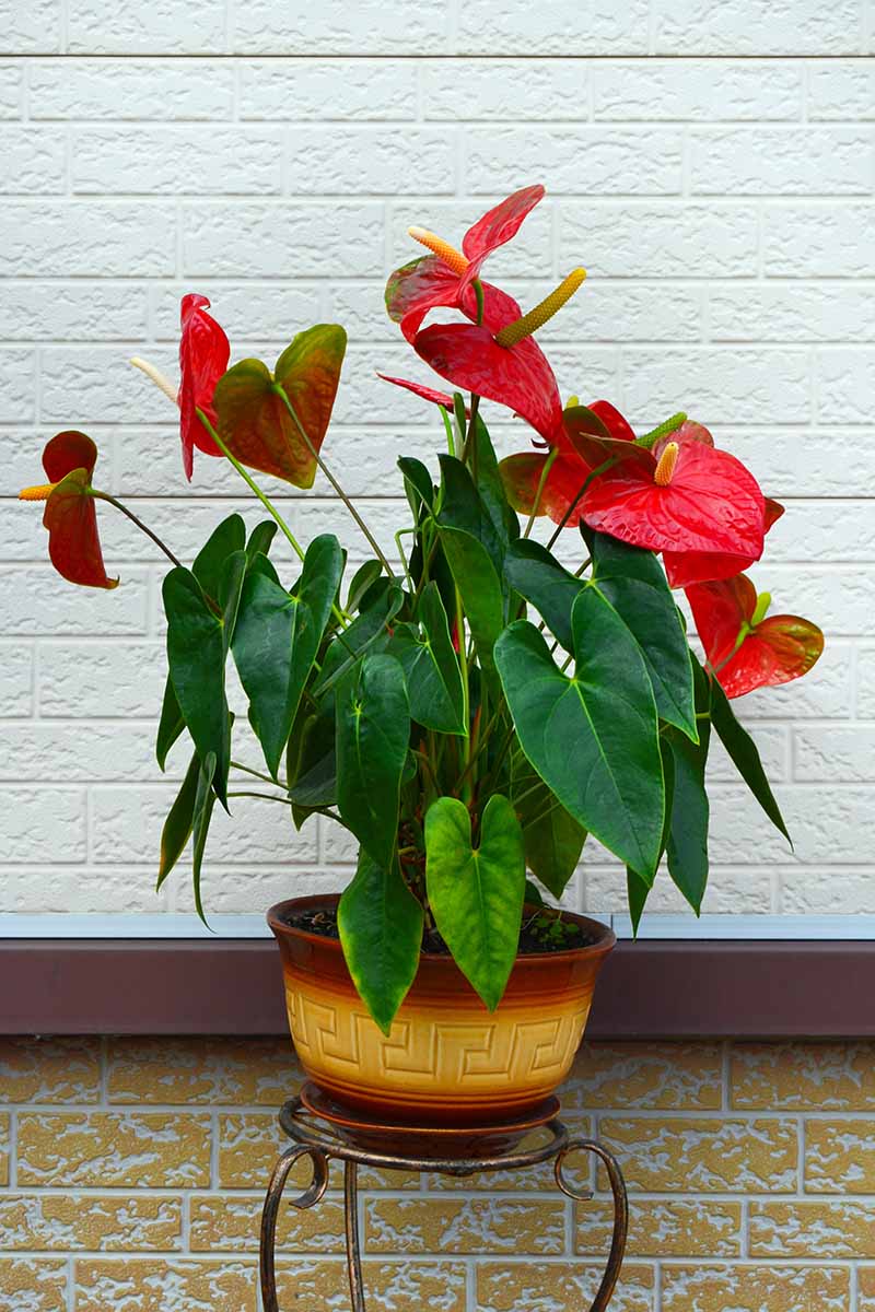 تصویر عمودی نزدیک از گیاه آنتوریوم قرمز روشن که در یک گلدان سرامیکی در فضای باز با دیوار آجری سفید در پس‌زمینه رشد می‌کند.
