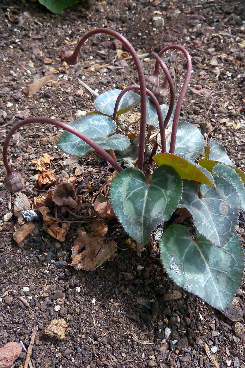 تصویر عمودی نزدیک از یک گیاه سیکلامن که در فضای باز در باغ رشد می کند.