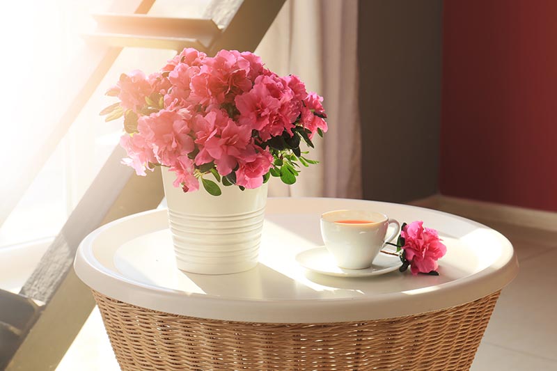 تصویر افقی نزدیک از آزالیای گل‌فروشی در گلدان روی میز کناری سفید با یک فنجان چای در زیر نور آفتاب فیلتر شده.