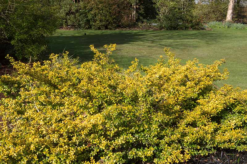 تصویر افقی نزدیک از هولی ژاپنی Ilex crenata «Golden Gem» که در باغ با گل‌های زرد روشن رشد می‌کند.
