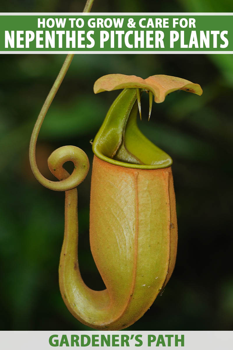 تصویر عمودی نزدیک از یک گیاه پارچ گرمسیری Nepenthes جدا شده روی پس‌زمینه فوکوس نرم.  در بالا و پایین کادر، متن سبز و سفید چاپ شده است.