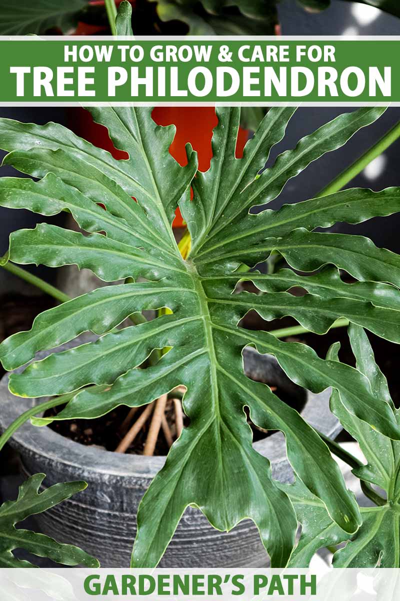 تصویر عمودی نزدیک از درخت فیلودندرون (Thaumatophyllum bipinnatifidum) که در گلدانی در داخل خانه رشد می کند.  در بالا و پایین کادر، متن سبز و سفید چاپ شده است.