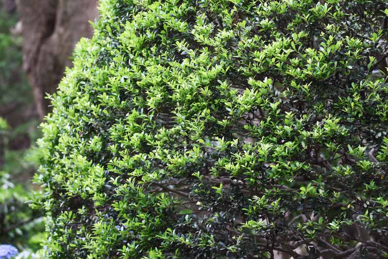 تصویر افقی نزدیک از هولی ژاپنی (Ilex crenata) در حال رشد در باغ.