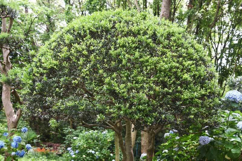 تصویر افقی نزدیک از یک درختچه هولی ژاپنی (Ilex crenata) که به شکل توپیاری آموزش داده شده است.