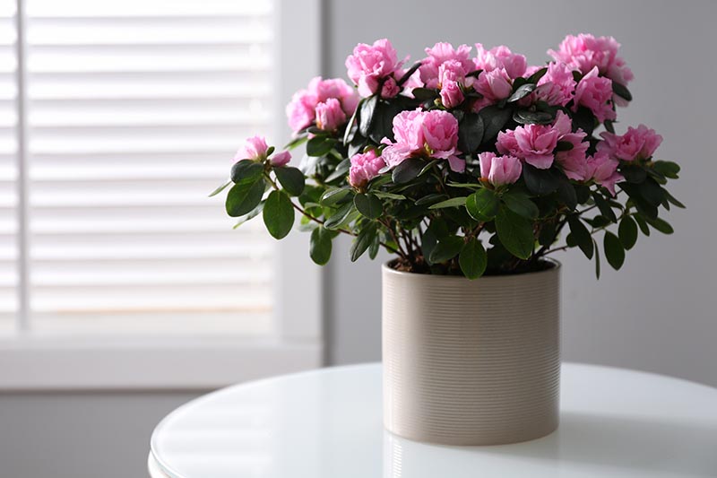 تصویر افقی نزدیک از Rhododendron simsii با گل‌های صورتی روشن که در گلدانی روی میز سفید کوچک کنار پنجره رشد می‌کند.