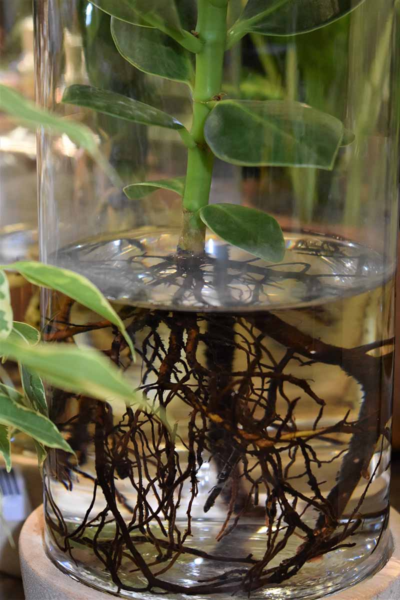 یک تصویر عمودی نزدیک از یک ساقه گیاه ZZ که در یک لیوان آب ریشه دارد.