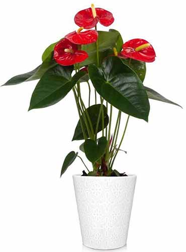 تصویر عمودی نزدیک از گیاه آنتوریوم قرمز در حال رشد در گلدان سفید ساوانا جدا شده روی پس‌زمینه سفید.