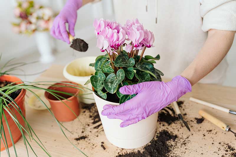 تصویر افقی نزدیک از باغبانی که یک جفت دستکش بنفش روشن به تن دارد و گیاه سیکلامن را دوباره گلدان می‌کند و خاک تازه به آن اضافه می‌کند.