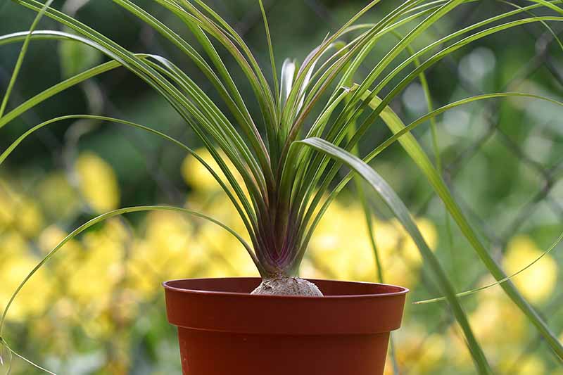 تصویر افقی نزدیک از یک کف دست کوچک دم اسبی (Beaucarnea recurvata) که در گلدانی روی یک پس‌زمینه فوکوس ملایم در حال رشد است.