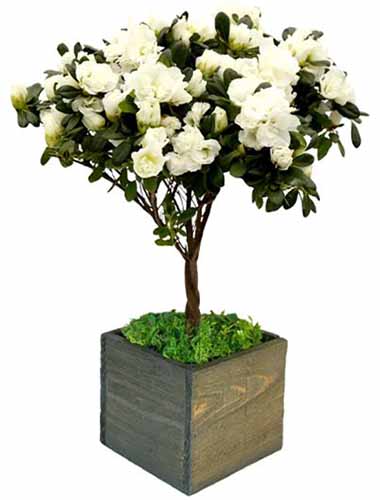 تصویری نزدیک از یک گلدان کوچک سفید Rhododendron simsii 'Snowflake' که در یک گلدان چوبی جدا شده روی پس‌زمینه سفید رشد می‌کند.