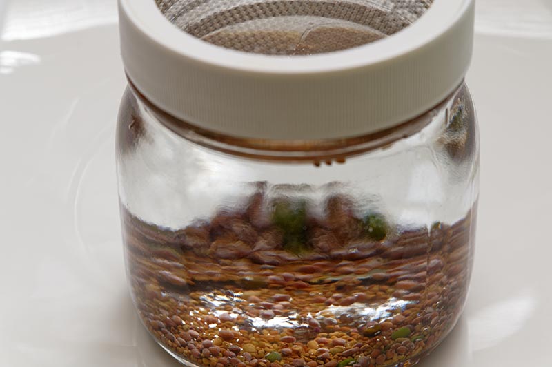 تصویر افقی نزدیک از یک شیشه با درب مشبک با دانه‌هایی در آب که آماده جوانه زدن هستند.