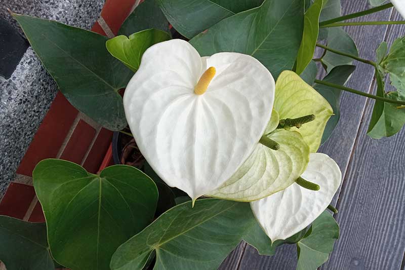 تصویر افقی نزدیک از یک گیاه آنتوریوم سفید که در گلدانی روی یک سطح چوبی رشد می کند.