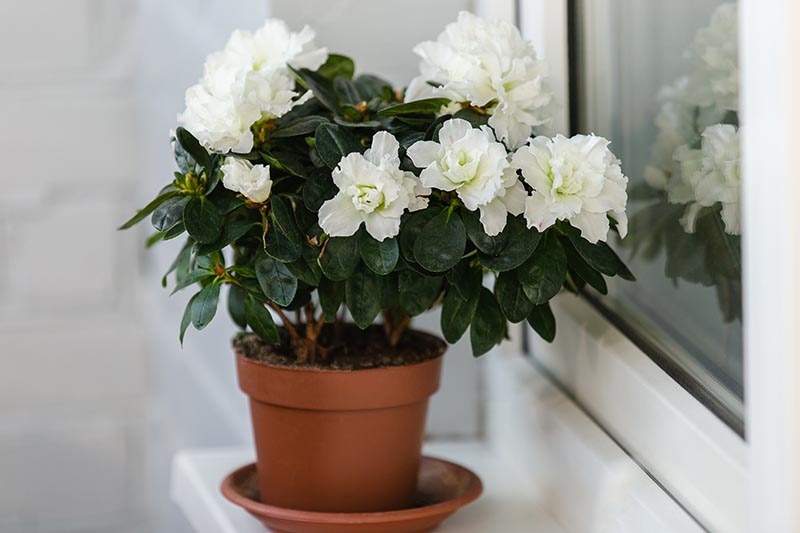 تصویر افقی نزدیک از آزالیای گل‌فروش با گل‌های سفید که در گلدانی روی طاقچه رشد می‌کنند.