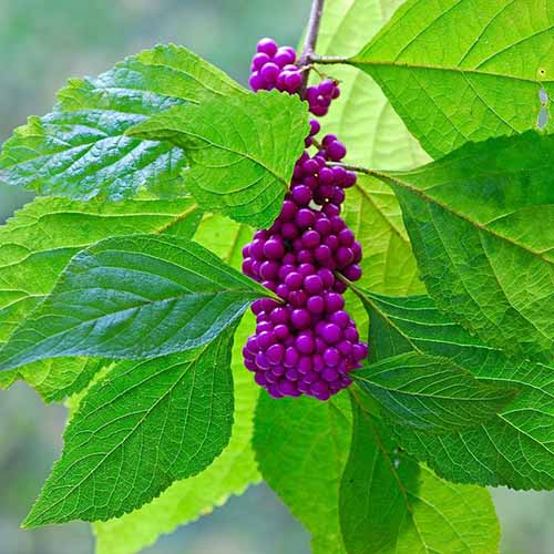 تصویر مربع نزدیک از توت‌های بنفش روشن Callicarpa americana که در باغ رشد می‌کنند، روی پس‌زمینه‌ای با فوکوس نرم.