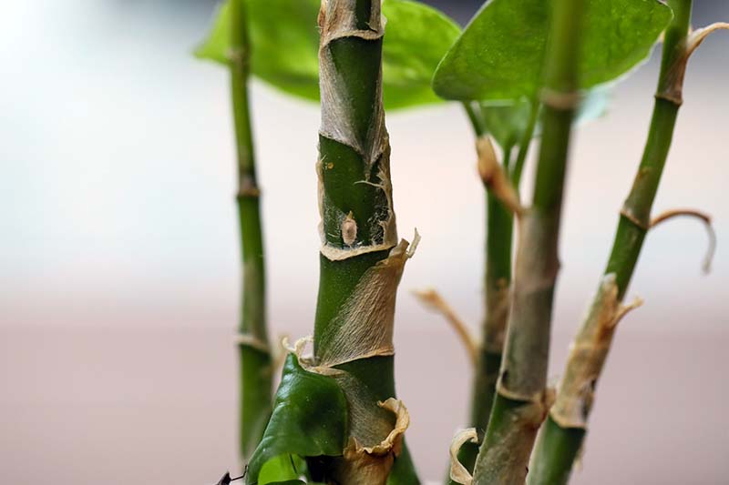 تصویر افقی نزدیک از ساقه یک گیاه نیشکر گنگ (Dieffenbachia) که بر روی پس‌زمینه فوکوس ملایم تصویر شده است.