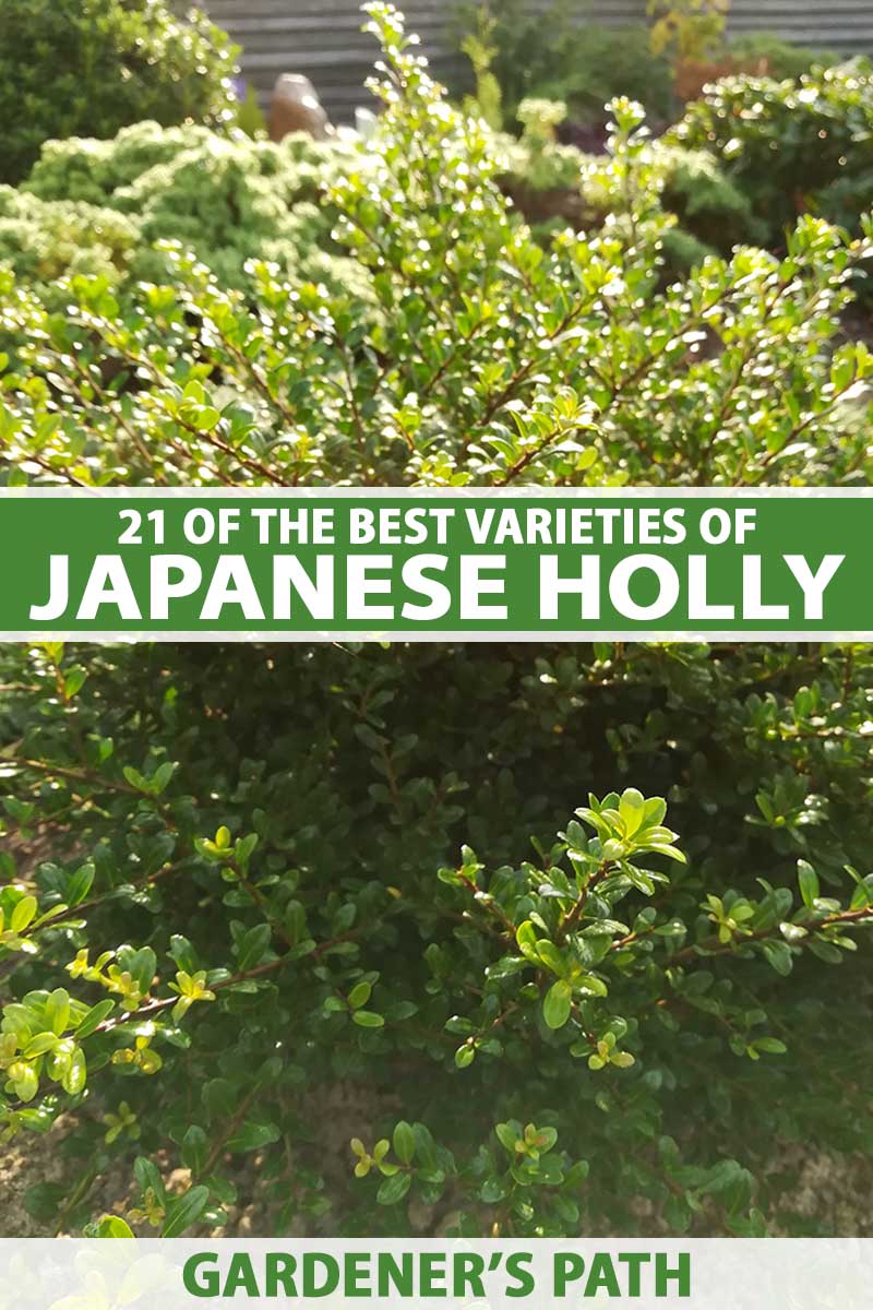 تصویر عمودی نزدیک از یک درختچه هولی ژاپنی که در باغ در حال رشد است و در زیر نور آفتاب روشن است.  در مرکز و پایین کادر، متن سبز و سفید چاپ شده است.