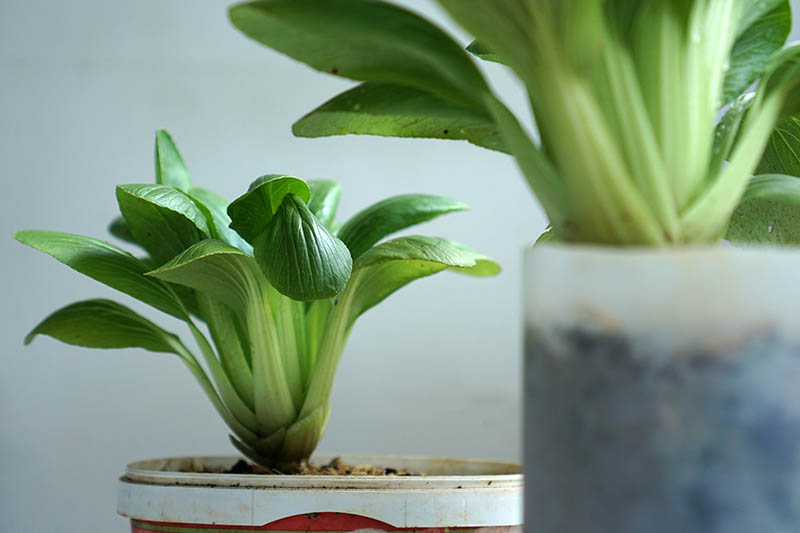 تصویر افقی نزدیک از گیاهان بوک چوی که در گلدان‌های پلاستیکی رشد می‌کنند، روی یک پس‌زمینه فوکوس نرم.