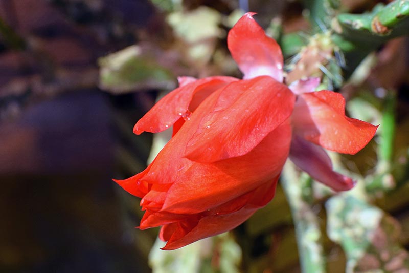 تصویر افقی نزدیک از گل کاکتوس ارکیده قرمز روشن که روی پس‌زمینه فوکوس ملایم تصویر شده است.