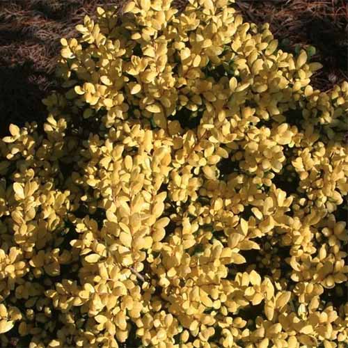 تصویر مربعی نزدیک از Ilex crenata «قطره‌های طلا» در حال رشد در باغ که در زیر نور آفتاب به تصویر کشیده شده است.