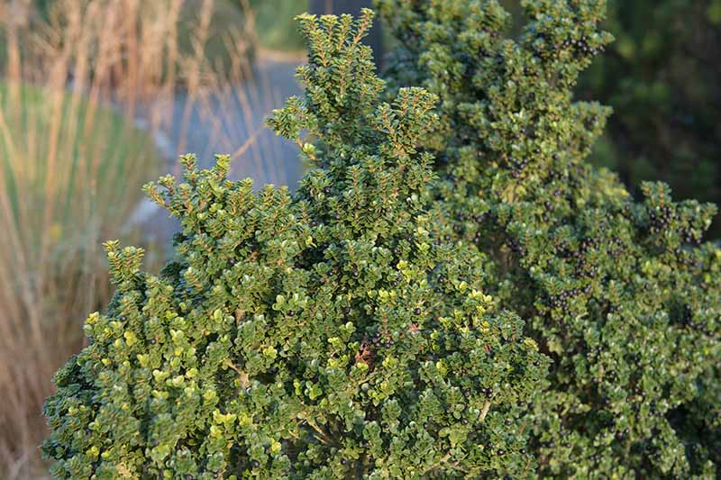 تصویر افقی نزدیک از Ilex crenata "بتکده کوتوله" در حال رشد در باغ که در زیر نور ملایم خورشید عصرگاهی به تصویر کشیده شده است.