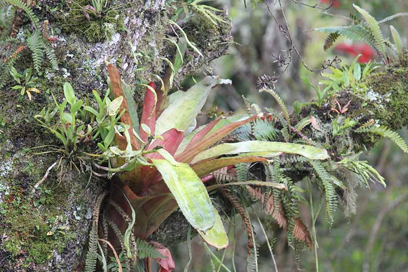 تصویر افقی نزدیک از گیاهان اپی فیتیک در حال رشد در کنار درختی که روی پس‌زمینه فوکوس ملایم تصویر شده است.