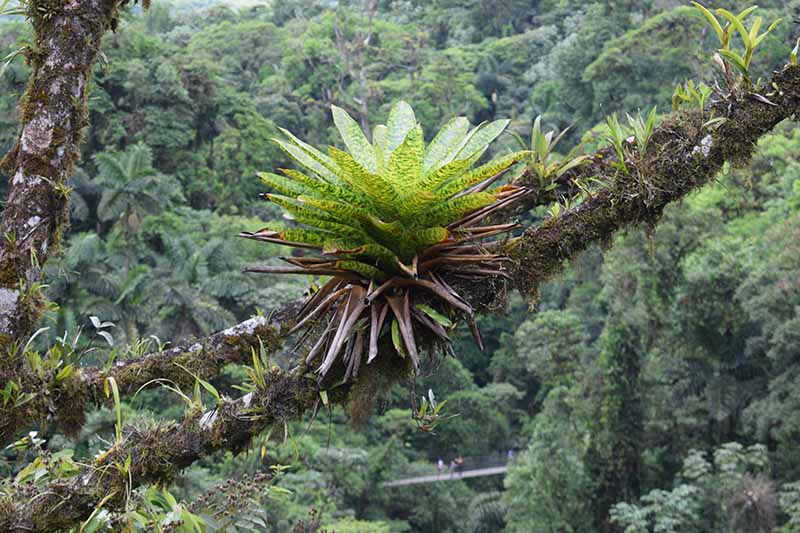 تصویر افقی نزدیک از یک بروملیاد که روی شاخه درختی در یک جنگل بارانی استوایی رشد می کند.